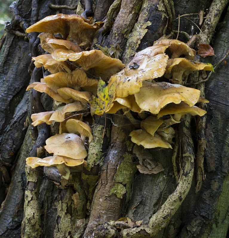 Fungi, Cholmondeley Castle, Cheshire - FUNGI (MUSHROOM) IMAGES
