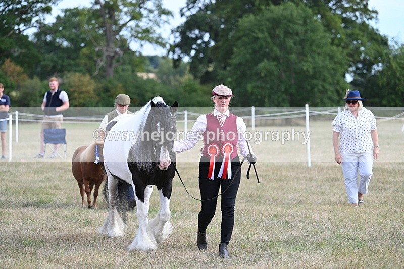 WJ7_8293 - In-hand Championship