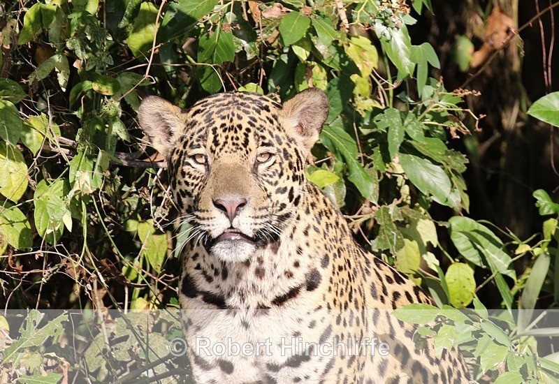 Leopard - Blank Cards