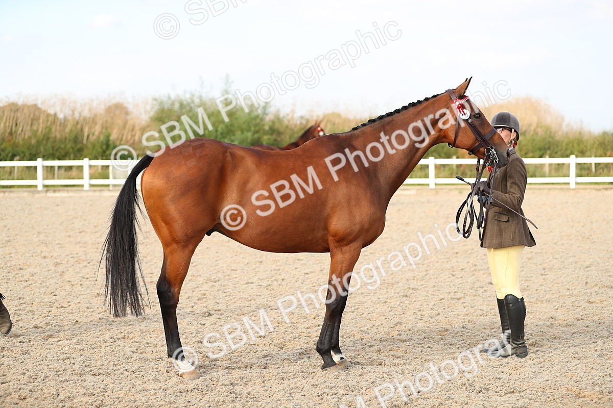 SBM_08636 - Class 28 - IH Veteran Horse