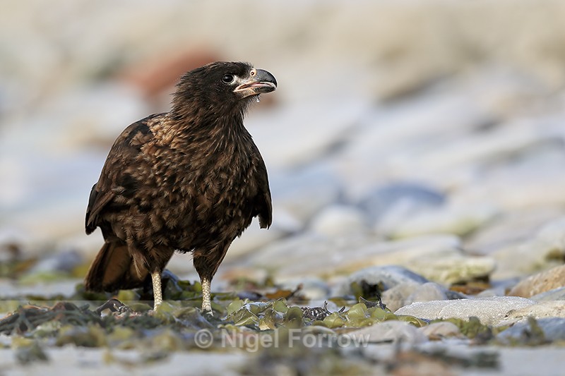 Striated Caracara drinking, Carcass Island, Falklands - Striated Caracara