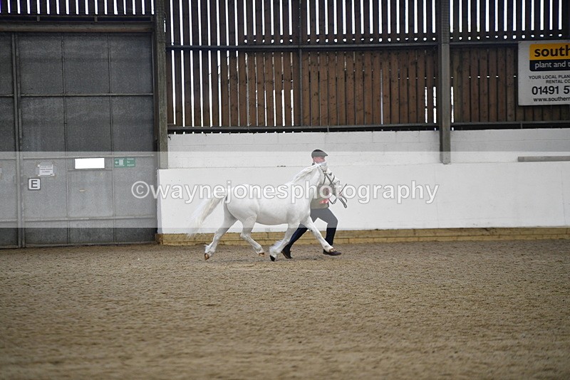 WJ5_5605 - Morning in hand Championship