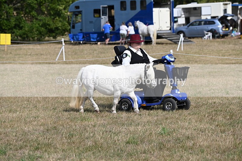 WJ6_6796 - Class 21 Shetland & Mini Horses