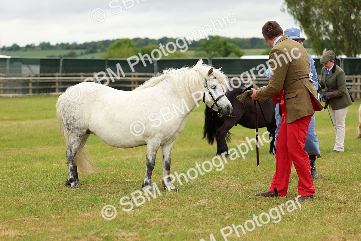 SBM_03522 - Class 58-67 - M&M Non Welsh Pony In hand