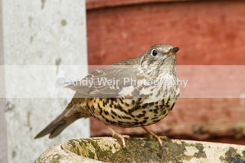 20120408-_MG_0264 - Thrushes