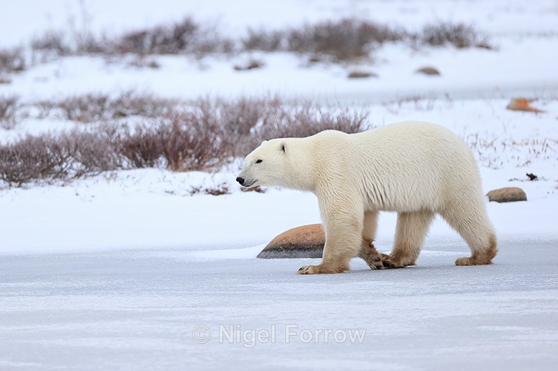 Polar Bear with dirty paws walking on frozen lake, Churchill - Polar Bear