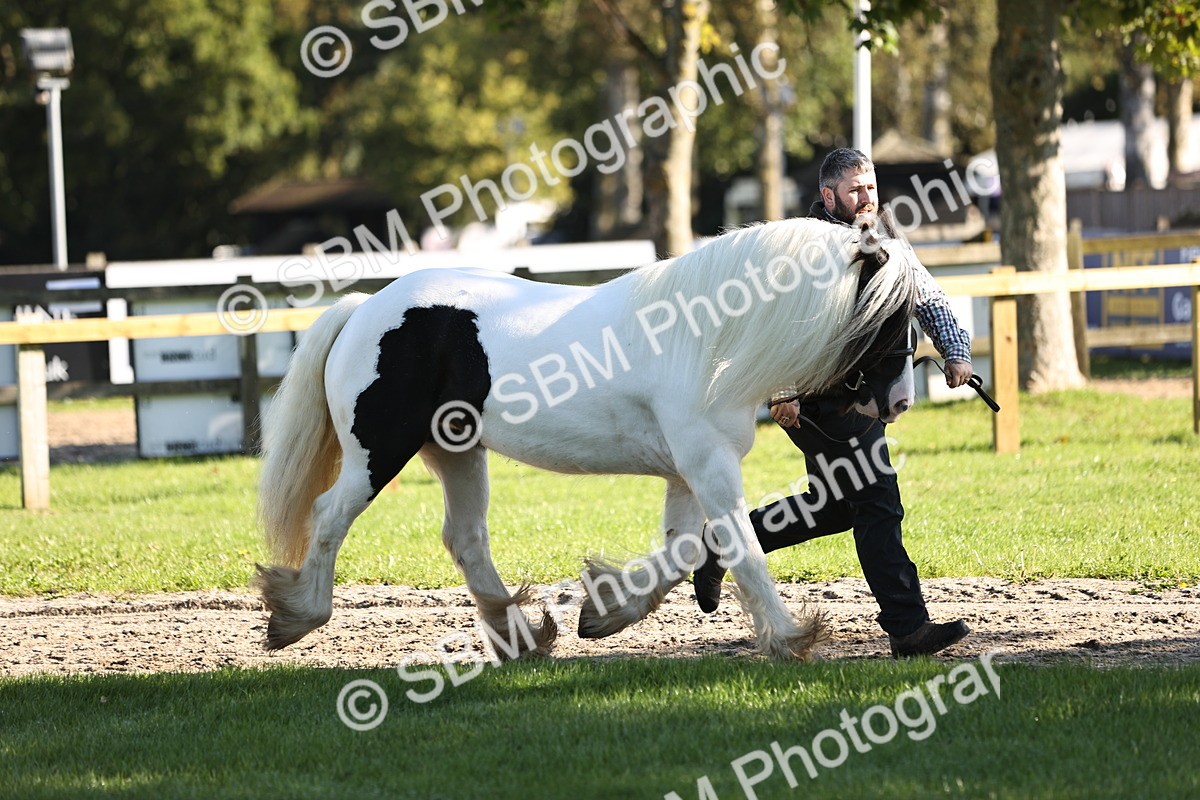 SBM_15855 - S1 - TSR in Hand Horse & Pony Showing