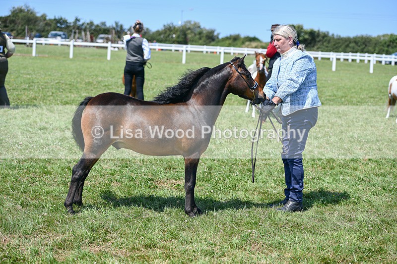 DSC_7187 - Class 61: Miniature Horse 4yrs & over