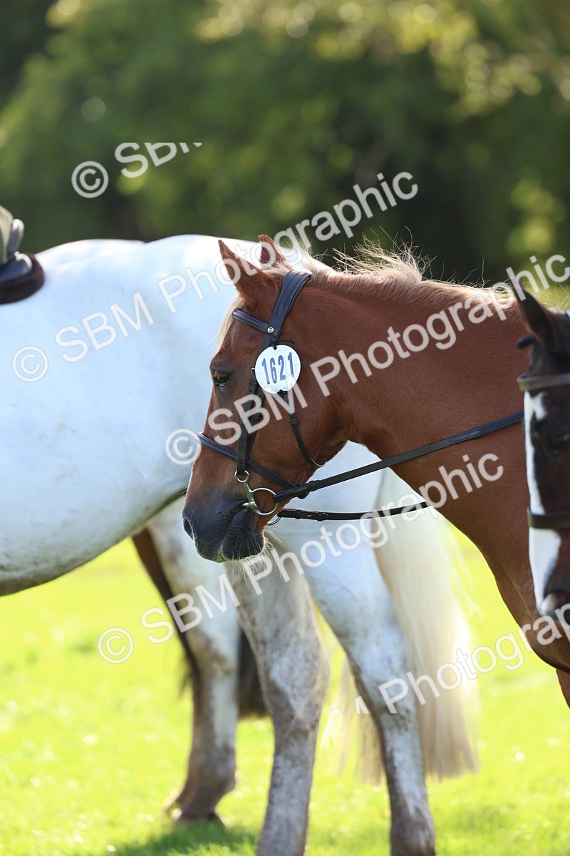 SBM_45290 - S27 - Young Veteran Ridden