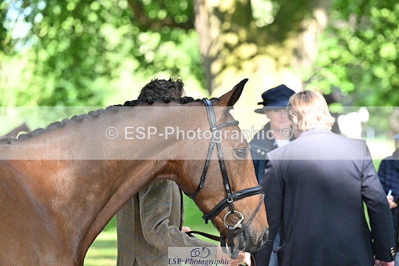 250521A-164634-01324 - C-258-Bill.Levett-ITALIAN.HARLEQUIN.NJ