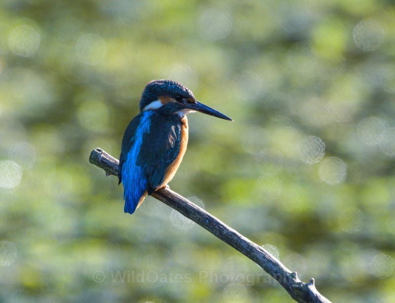 2016-09-02-20-26-24 NIKON D500 700mm f7 1-1000 iso1000_249 - Birds