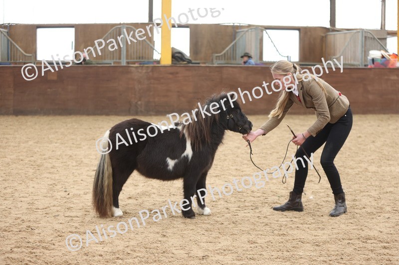 20251109-0190 - Class 10 - Yearling, Colt, Filly or Gelding