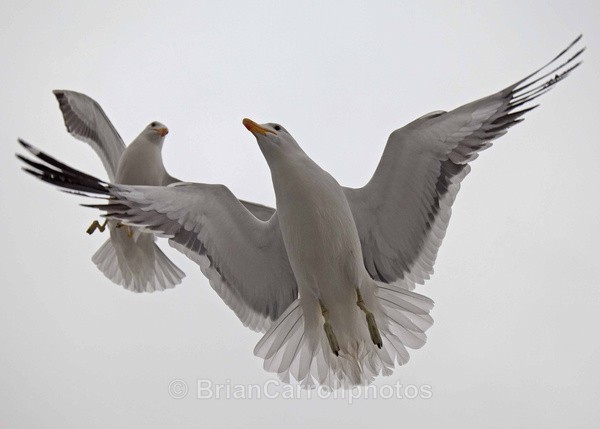 Kelp Gulls Walvis Bay Namibia - African Safari Tour 09 Zambia, Botswana,Namibia & South Africa