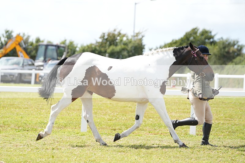 DSC07046 - Class 61: Coloured Horse 4yrs & Over