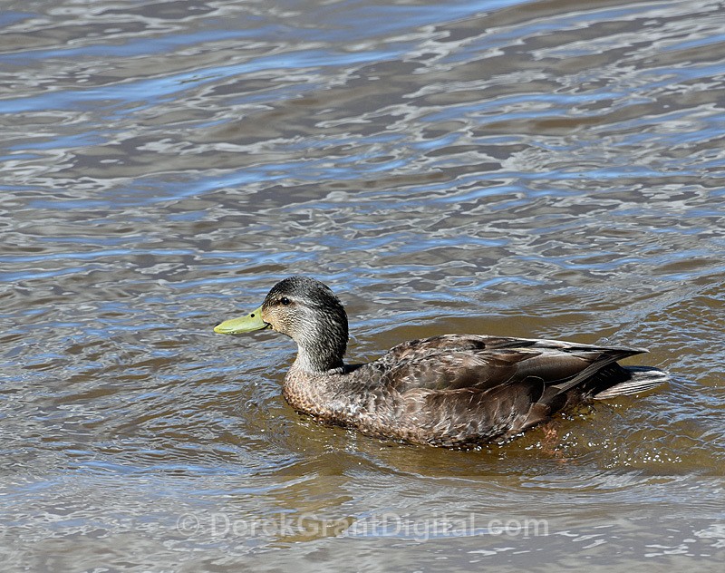 American Black Duck Anas rubripes - Birds of Atlantic Canada