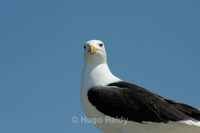  - Saltee Islands Birdlife