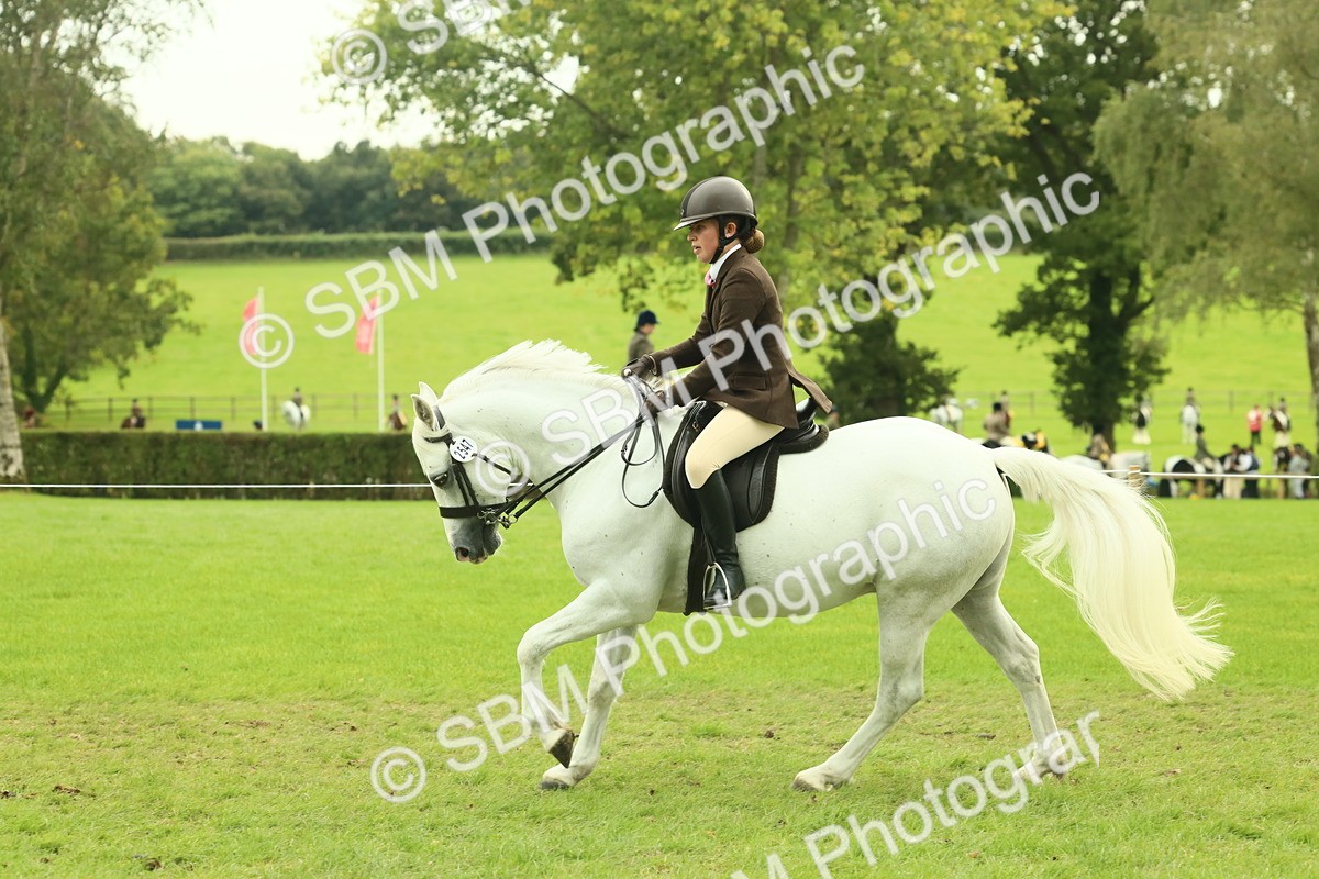 SBM_71981 - S60 - Mountain & Moorland Ridden Large Breeds