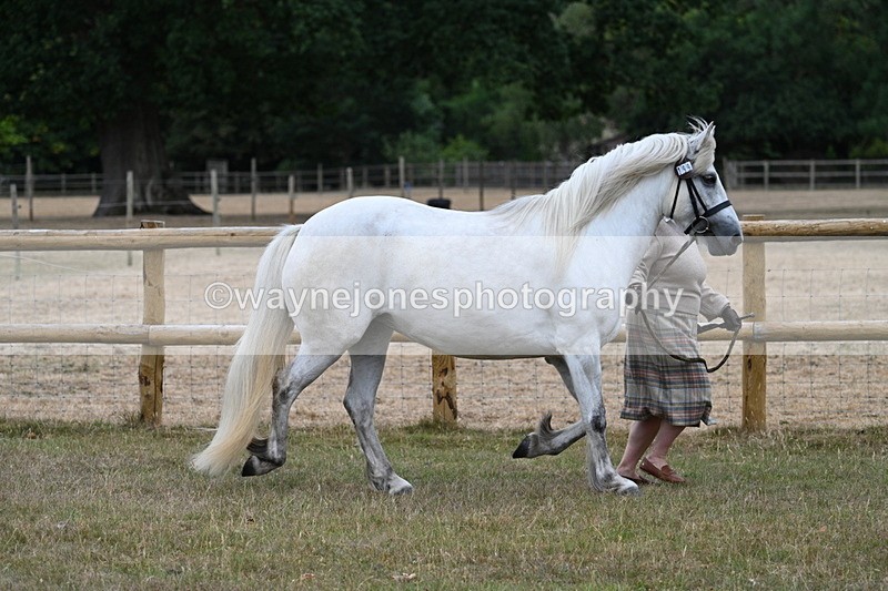WJ7_8708 - Class 4a Prettiest Mare 14.2hh and over