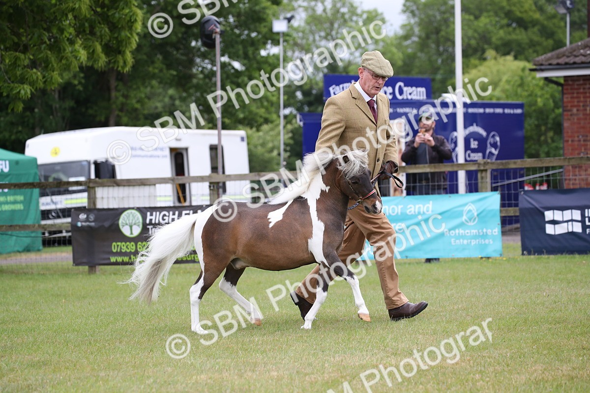 SBM_03920 - Class 23-25 - British Miniature Horse of the Year