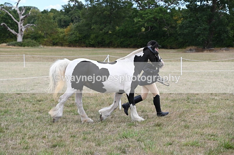 WJ6_5226 - Class 18 In-hand Coloured