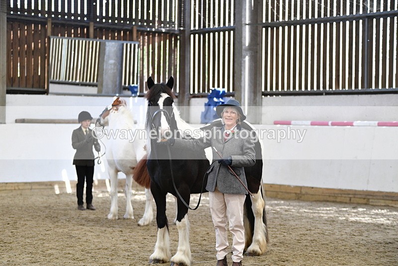 WJ5_5115 - Class 7 In hand coloured / odd coloured