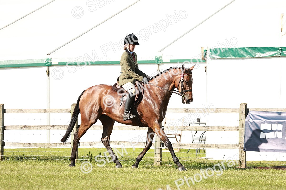SBM_19226 - Class 115-116 - LIHS BSHA Rising Star Working Hunter & Show Horse