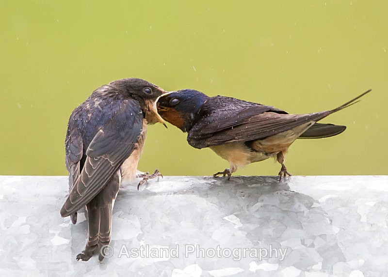 Astland Photography, Bird and Wildlife Images, Susan and Peter Wilson, U.K.