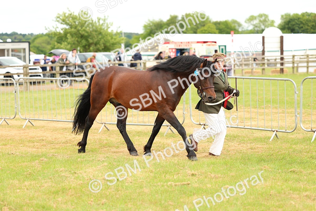 SBM_04308 - Class 64-67 - Shetland Pony In Hand