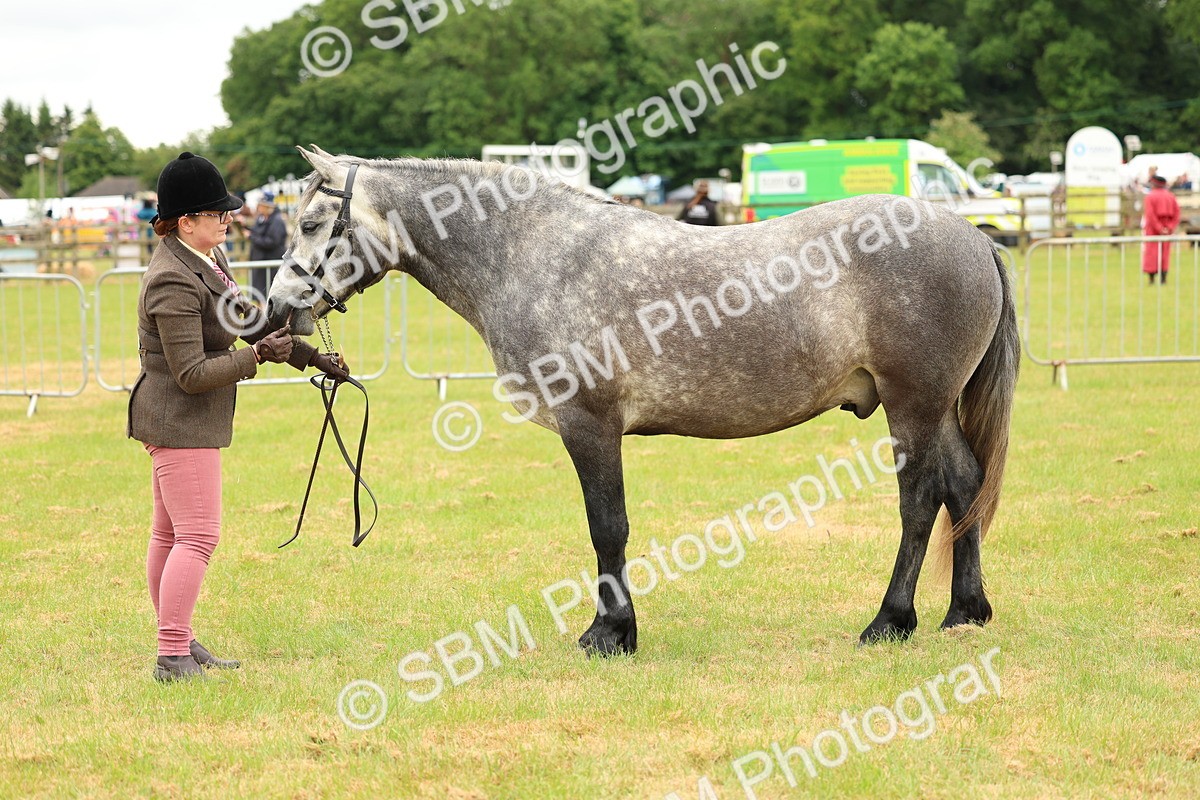 SBM_04052 - Class 64-67 - Shetland Pony In Hand