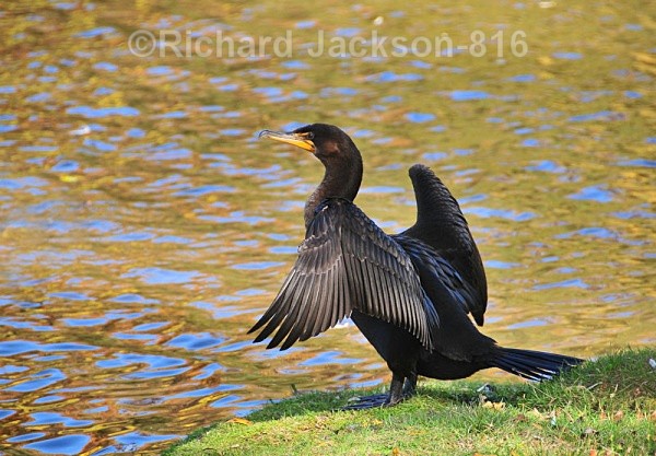 Cormorant - Birds