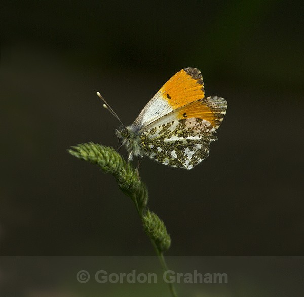 Orange tipped butterfly - Wildlife