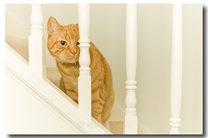 Toffee - Cats & Dogs
