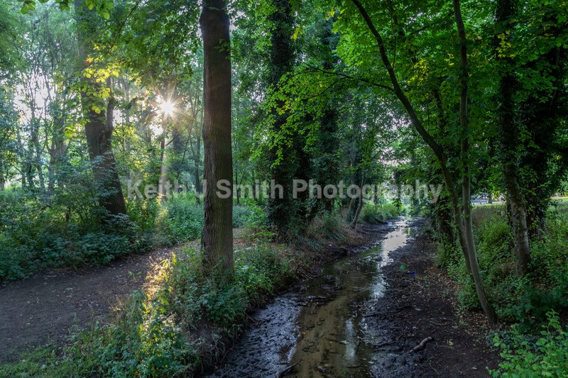 2KJS0336 - Trees in Abington Park