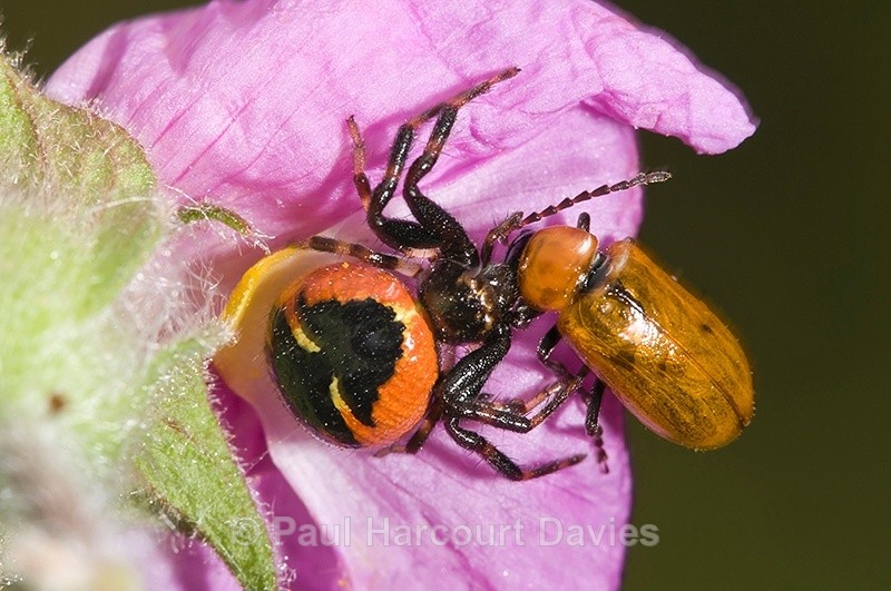 Crab_Spider (Synema_globosum,) - Bugs: Spiders