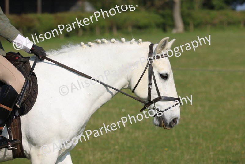 20250427-0487 - Class 17 - Novice Showing