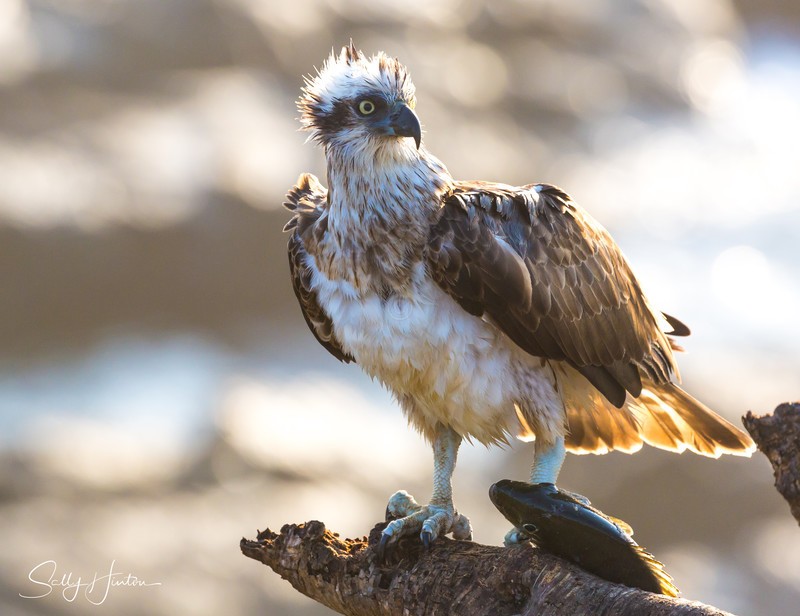 Osprey with Luderick 3