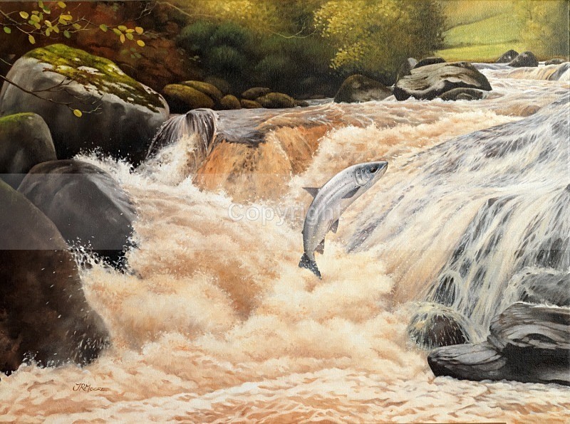 Salmon on the Glendun river. - Misc