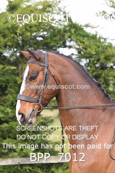 BPP_7012 - RING 1  (RIDDEN HORSES / IN HAND / VETERAN ETC)