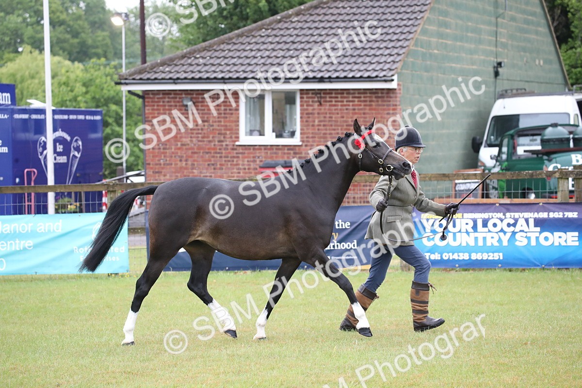 SBM_00058 - Class 17-20 - Arab & Part Bred - Anglo Arab In Hand