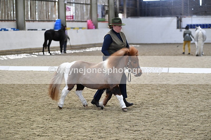 WJ5_4876 - Class 7 In hand coloured / odd coloured