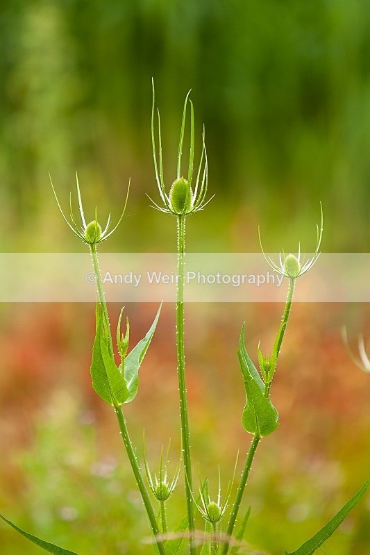 20120708-_MG_9152 - Plants and Flowers