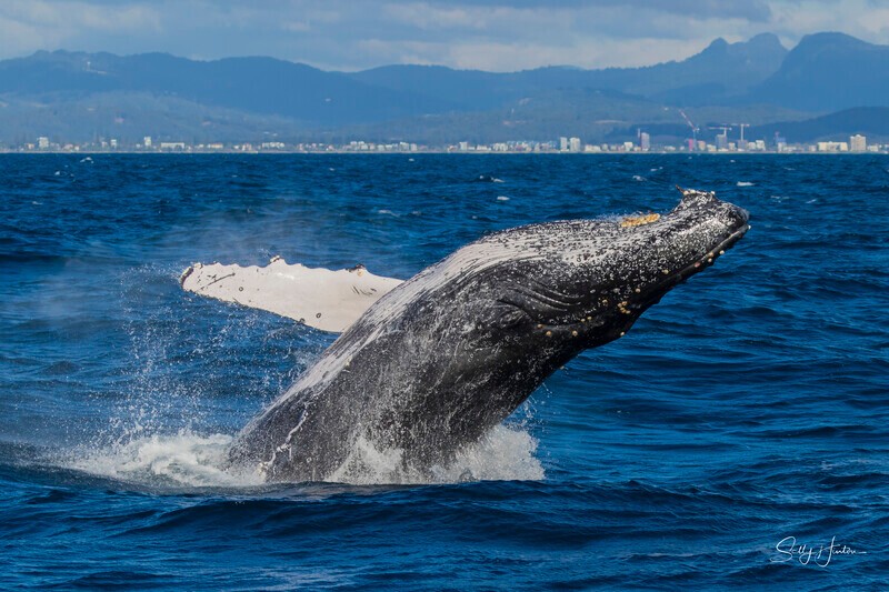 0A3A2892 - 2024 Whale Photos