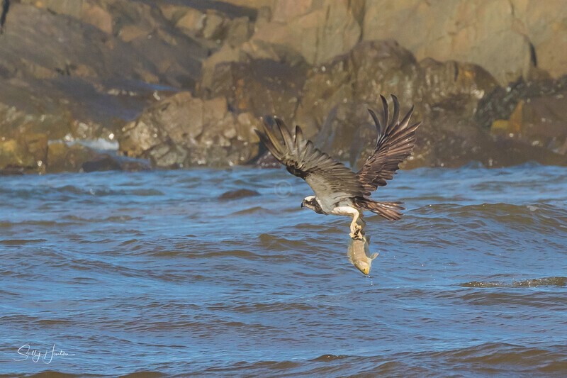 Osprey Fishing 6 - Osprey