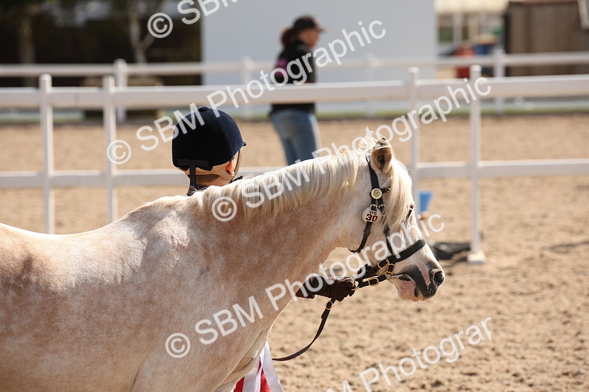 SBM_03092 - Class 17 Prettiest Mare IH or Ridden