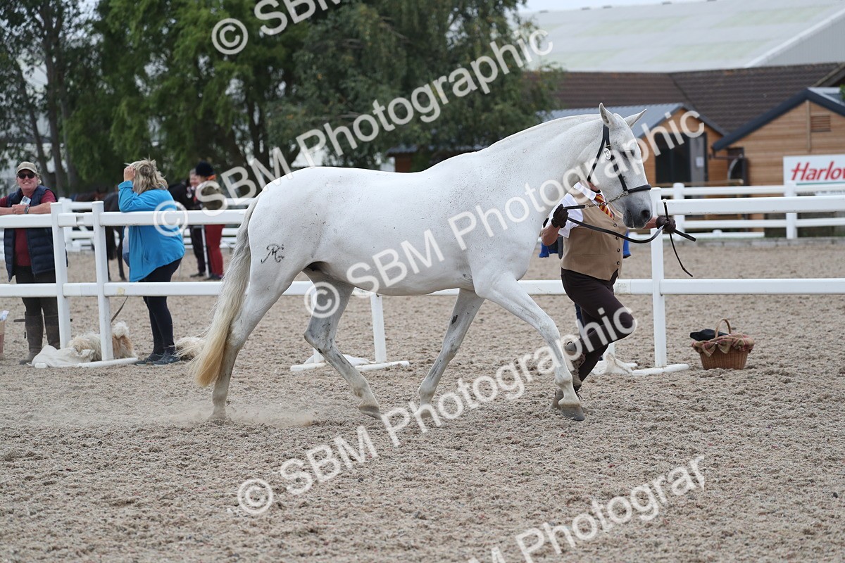 SBM_17955 - Class 317 IH Pure bred Horse/Pony