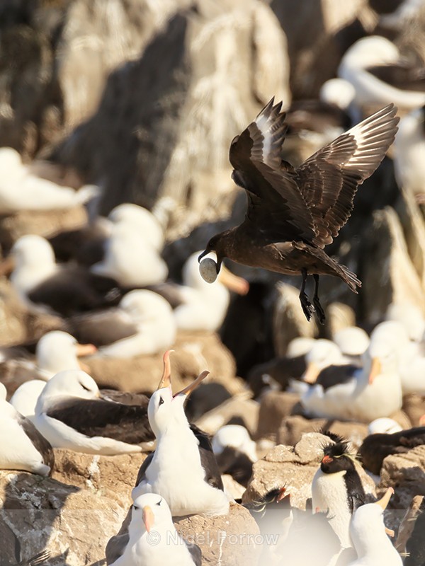 Brown Skua takes off with egg from colony, Steeple Jason - Falkland (Brown) Skua