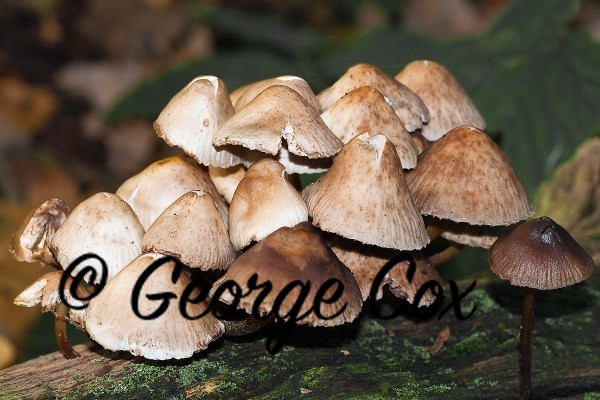 Common Inkcap