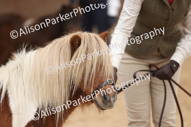 20251109-0338 - Class 13 - Mares 4 Years and Over