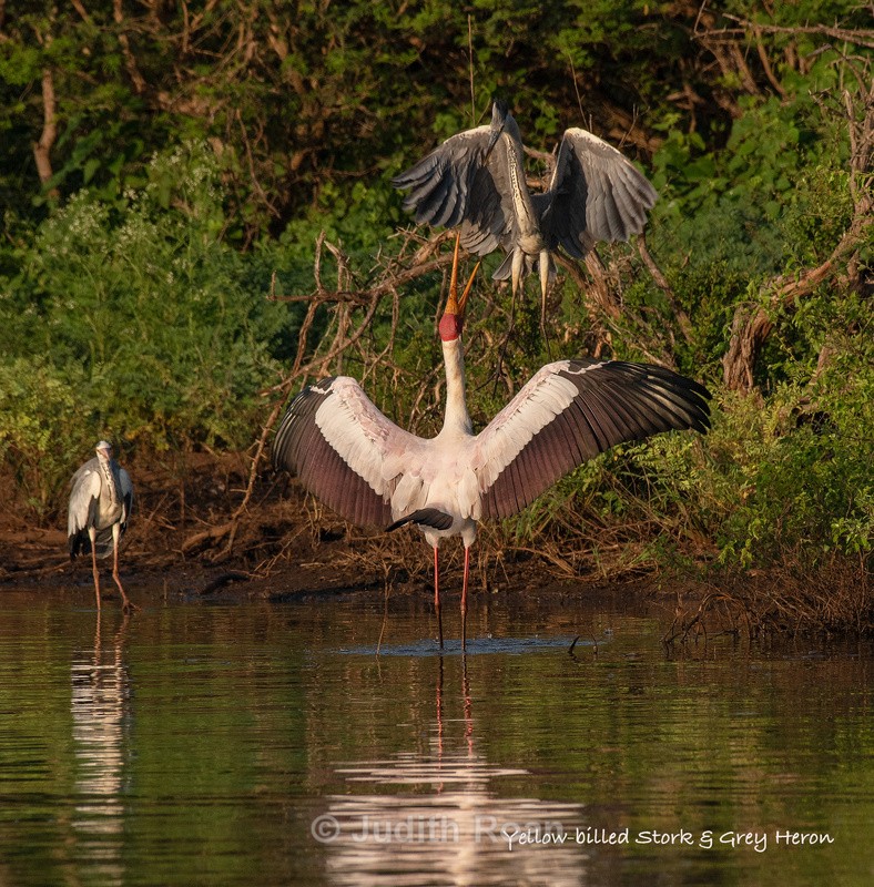  - South Africa Birds and Mammals