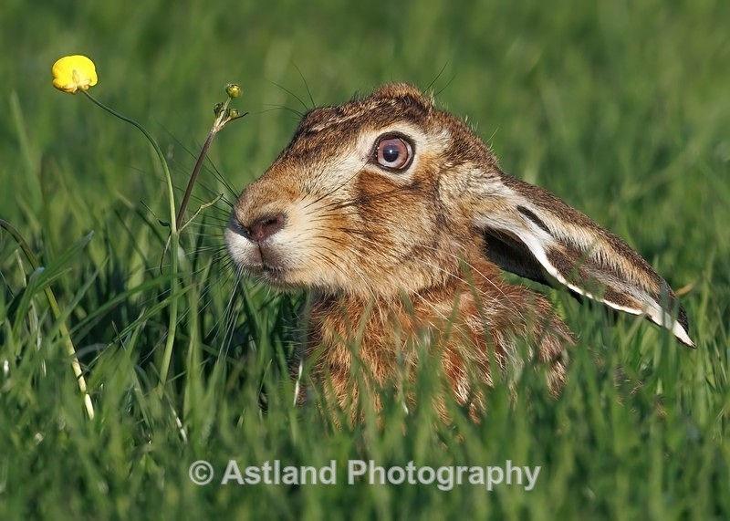 Brown Hare - Latest Images